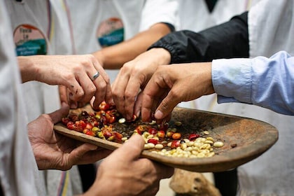 Coffee Tour with arrival on horseback and sugar cane processing