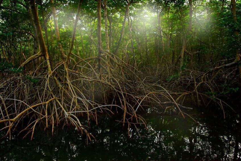 Tamarindo Estuary: Howler Monkey Mangrove Kayaking Tour