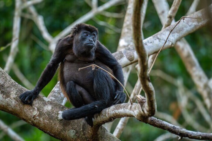 Monkey Sighting and Kayaking Tamarindo, Guanacaste