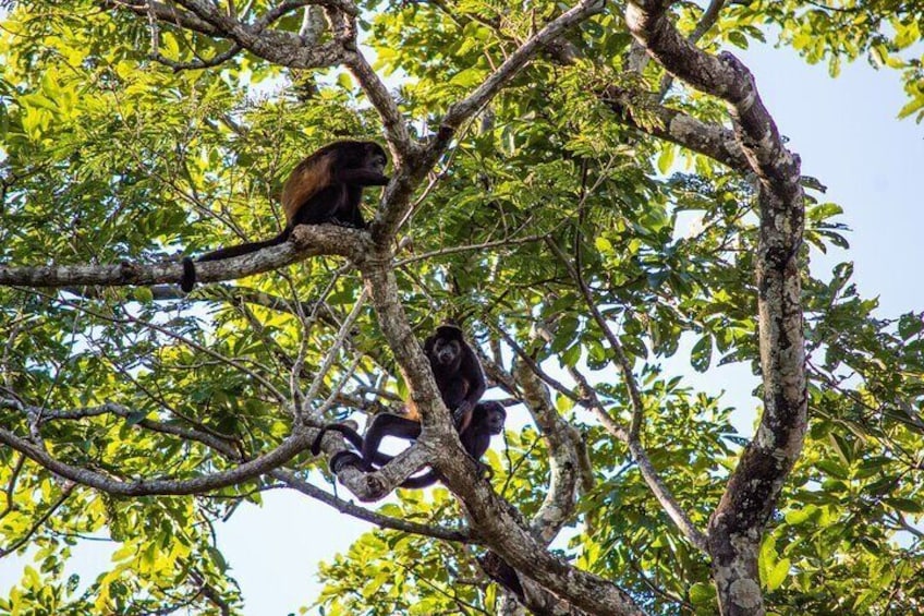 Tamarindo Estuary: Howler Monkey Mangrove Kayaking Tour