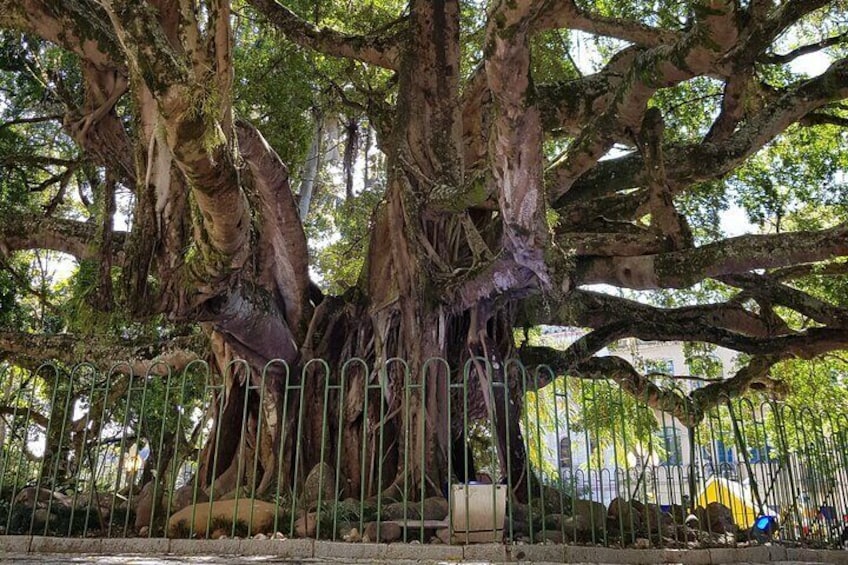 Centennial Fig Tree