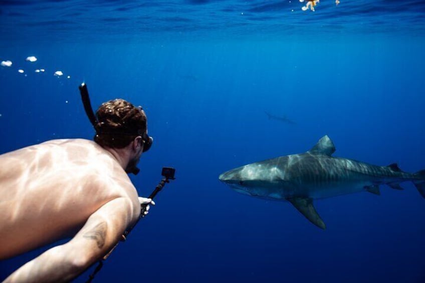 Private Shark Dive, Oahu, Hawaii (6 Guest)