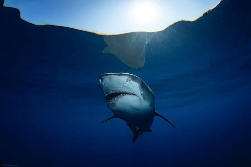 Private Shark Dive, Oahu, Hawaii (6 Guest)