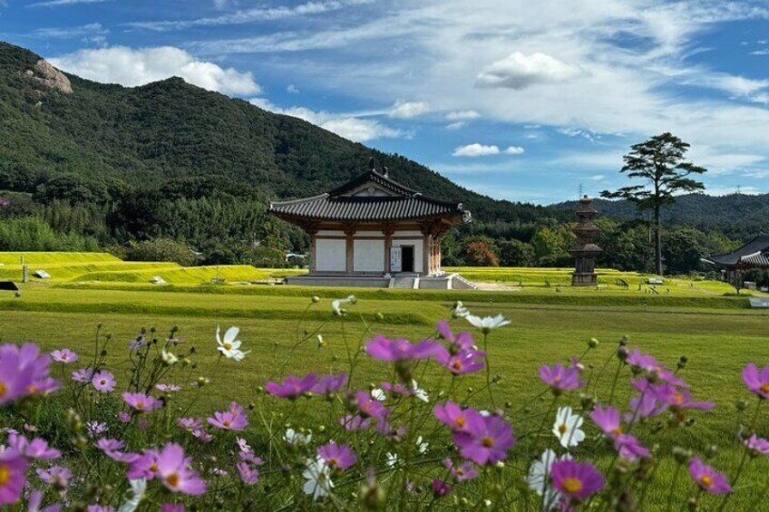 Green Tea Tour in Boseong and Gangjin (Private)