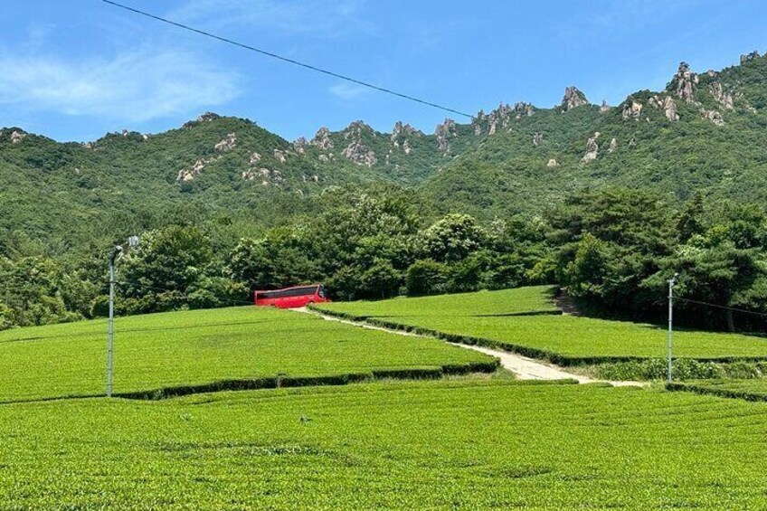 Green Tea Tour in Boseong and Gangjin (Private)