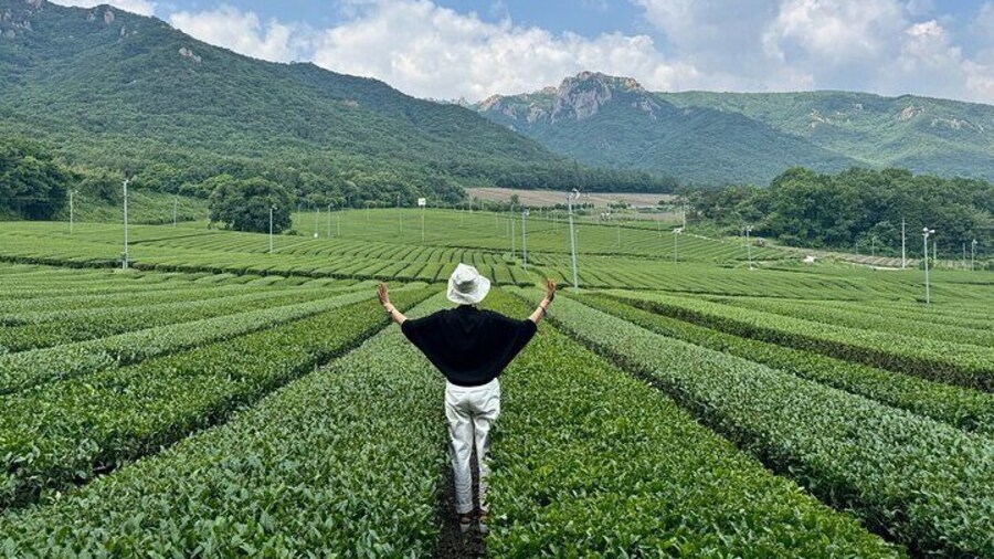 Green Tea Tour in Boseong and Gangjin