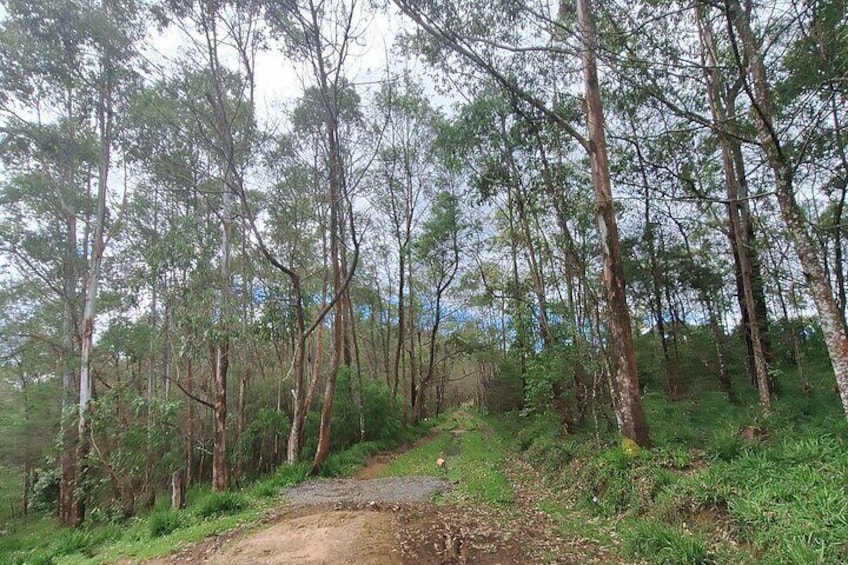 3 Hours Private Walking Tour in Nuwara Eliya with Pickup