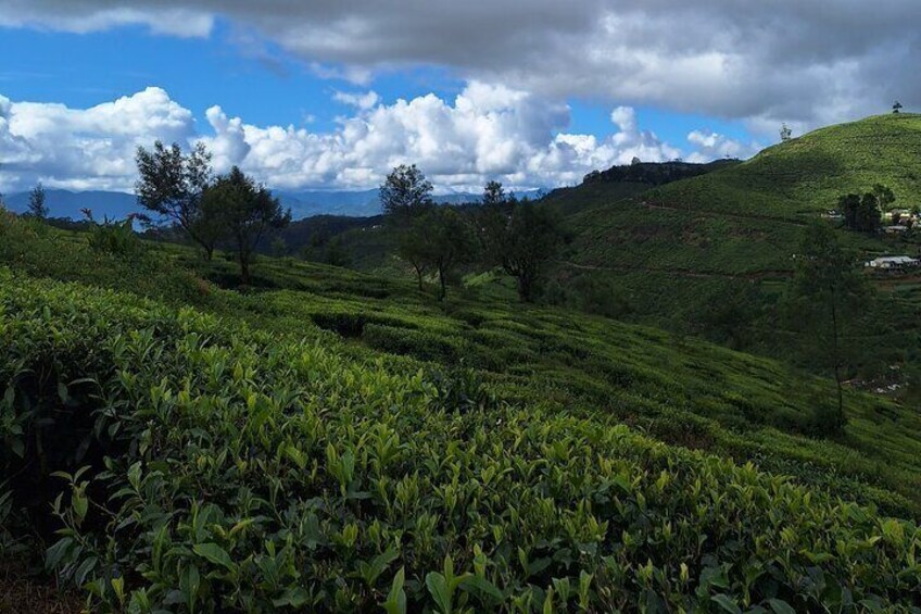 3 Hours Private Walking Tour in Nuwara Eliya with Pickup