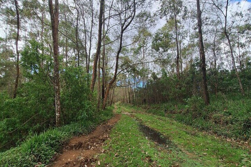 3 Hours Private Walking Tour in Nuwara Eliya with Pickup