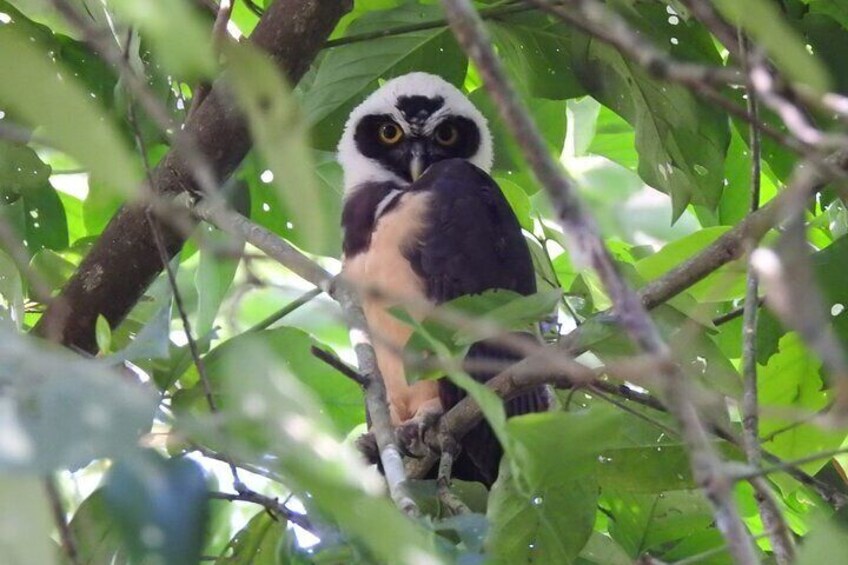 Tortuguero National Park Canoe Tour