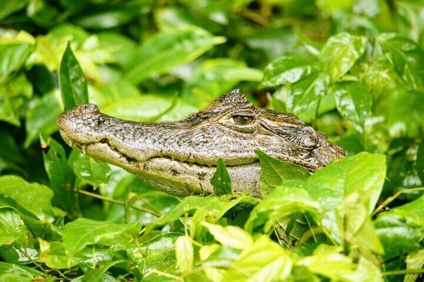 Tortuguero National Park Canoe Tour