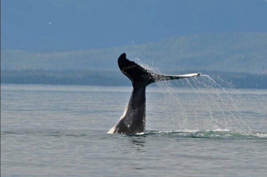 Guaranteed Whale Watching Adventure