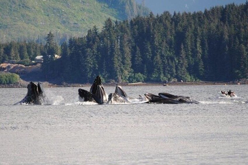Guaranteed Whale Watching Adventure 