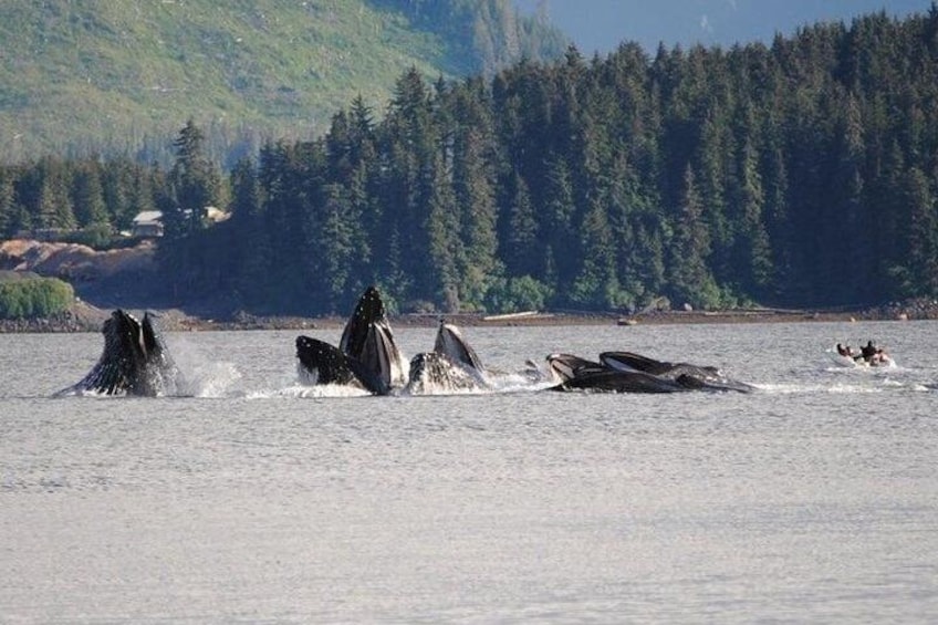 Guaranteed Whale Watching Adventure