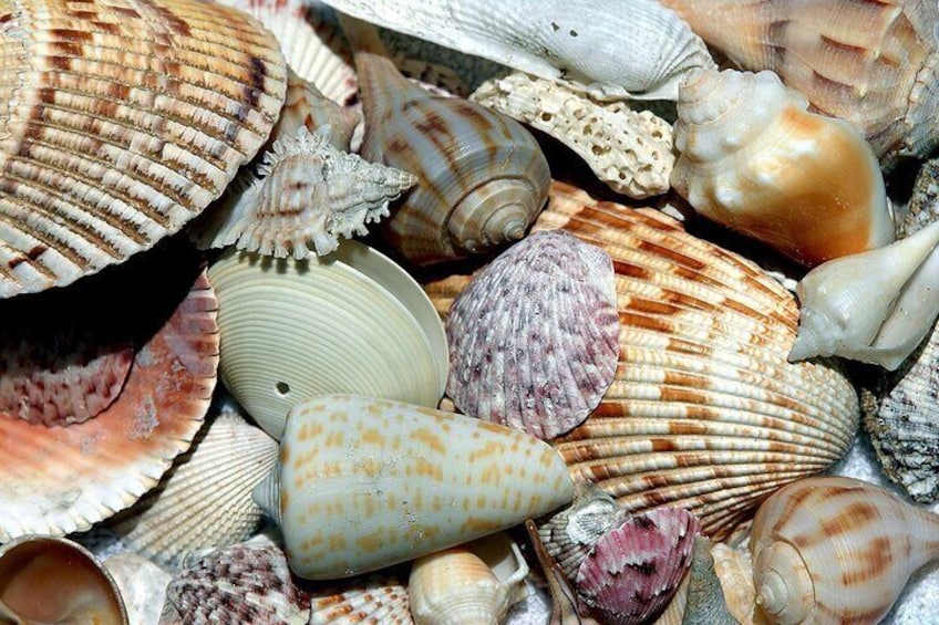 Shelling at the beach.
