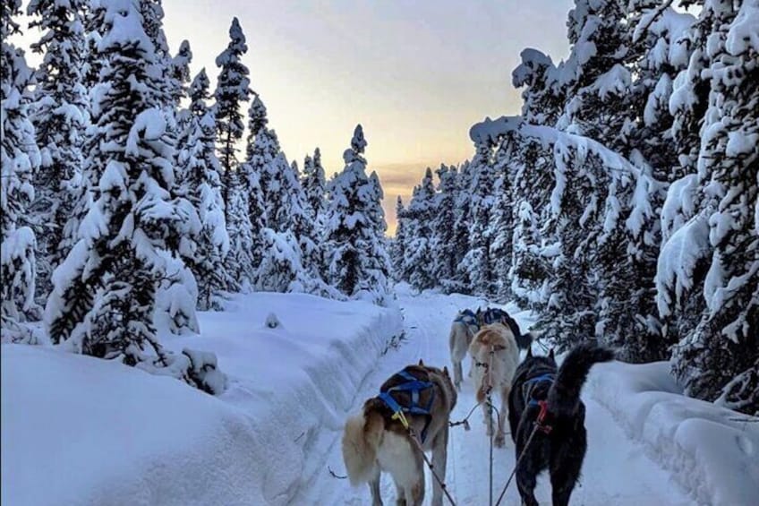 Dogsled Rides