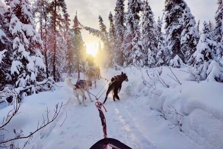 Dogsled Rides