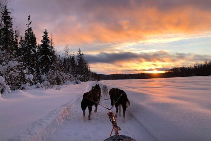 Dogsled Rides