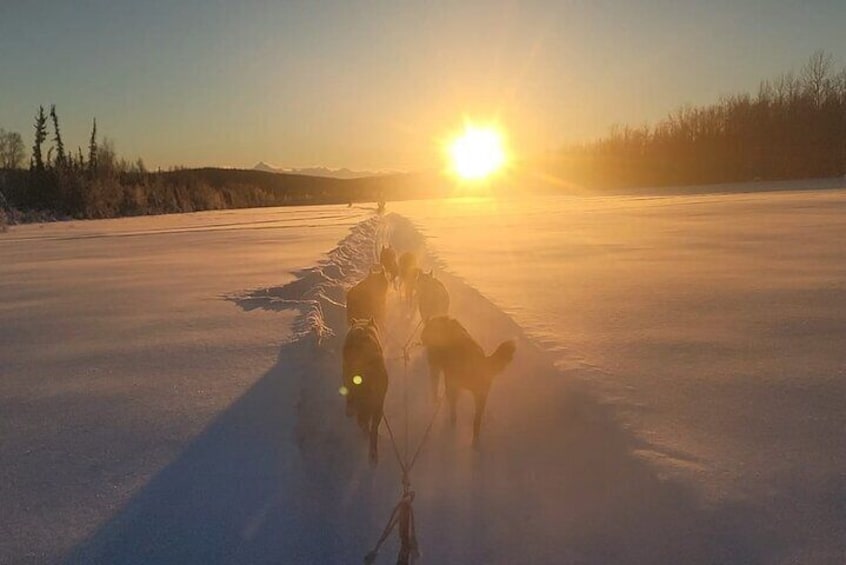 Dogsled Rides