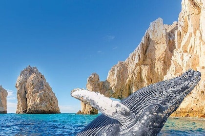 Humpback Whale Watching and Cabo San Lucas Arch Tour