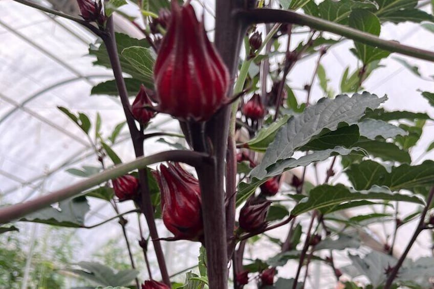 Edible hibiscus calyxes (these are the parts you eat!)