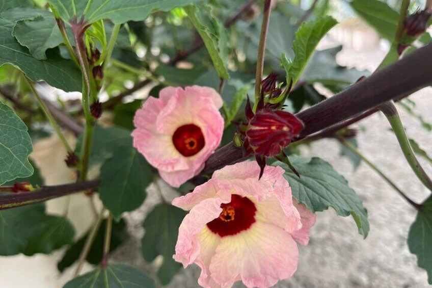 Hibiscus flowers and calyxes