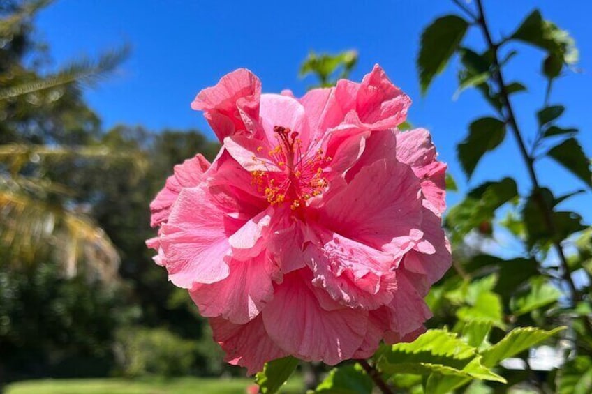 Hibiscus flower in our demistration garden