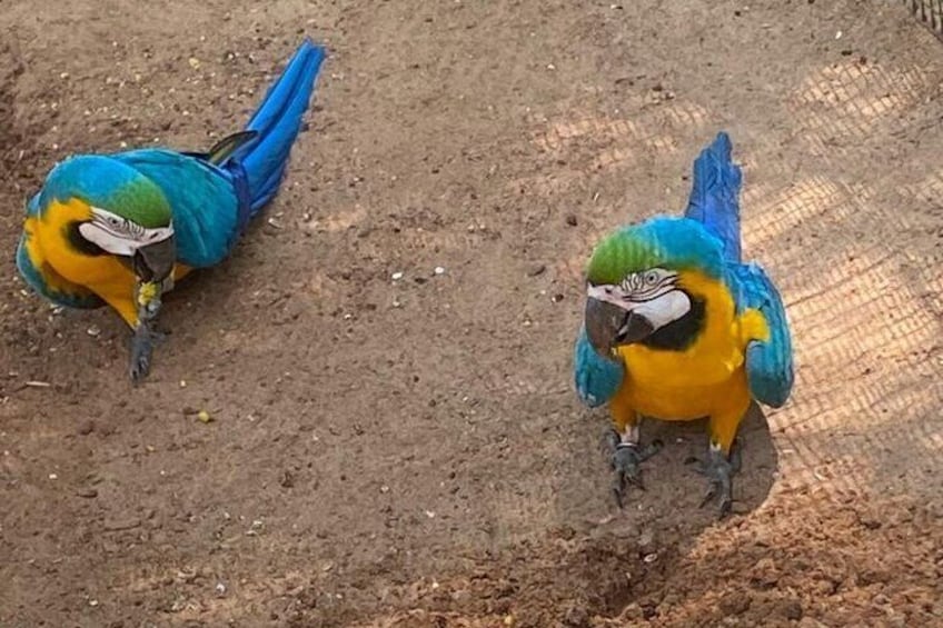 Excursion to the Brazilian Waterfalls Parque das Aves and Itaipu Plant