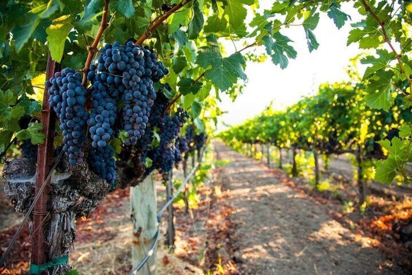 Full-Day Private Istria Wine Tour Experience from Porec