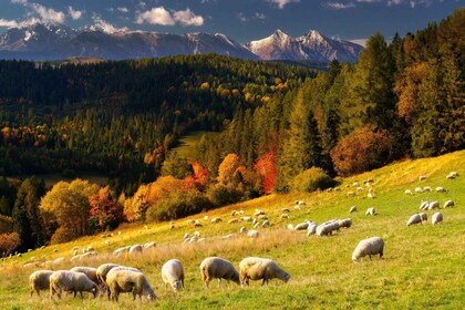 Attractions et activités des montagnes Zakopane et Tatra