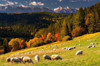 สถานที่ท่องเที่ยวและกิจกรรมต่างๆ ในเทือกเขา Zakopane และ Tatra