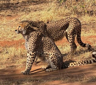 Från Johannesburg: Cheetah-tur