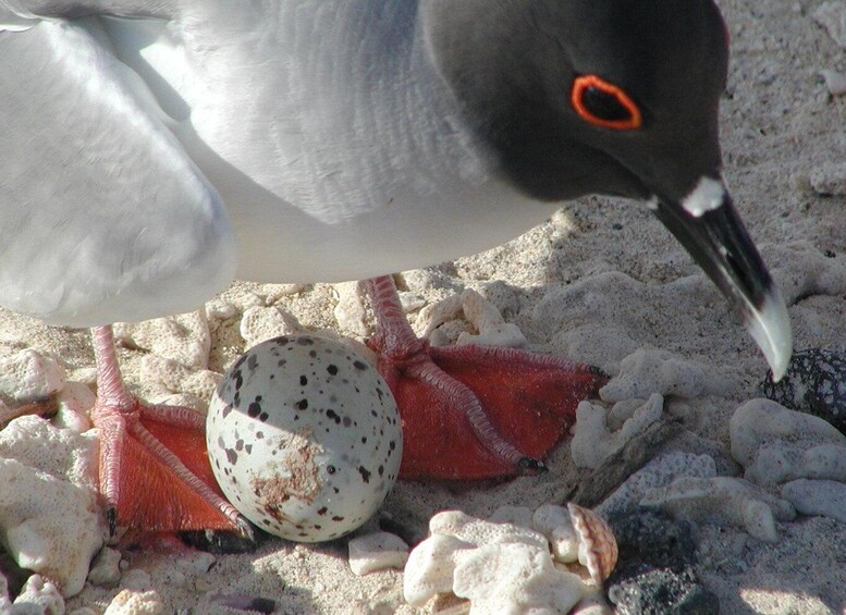 Picture 1 for Activity Galapagos: A Natural Adventure Santa Cruz & San Cristobal