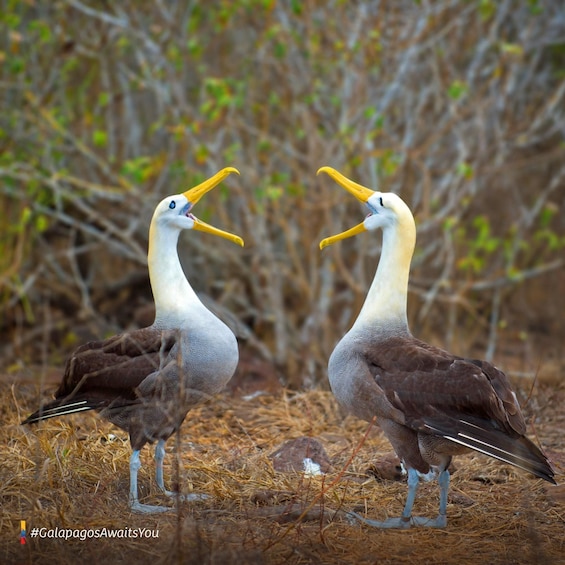 Galapagos: A Natural Adventure Santa Cruz & San Cristobal