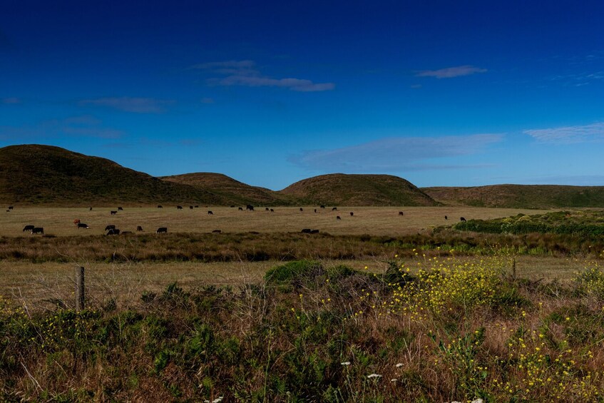 Point Reyes National Seashore Self-Guided Driving Tour