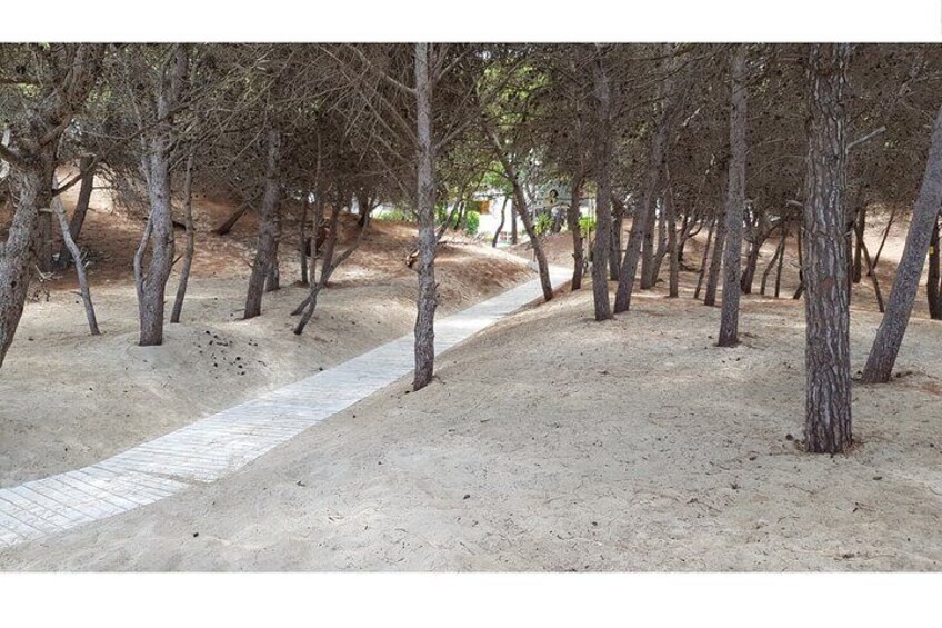 Rivabella Pine Path
