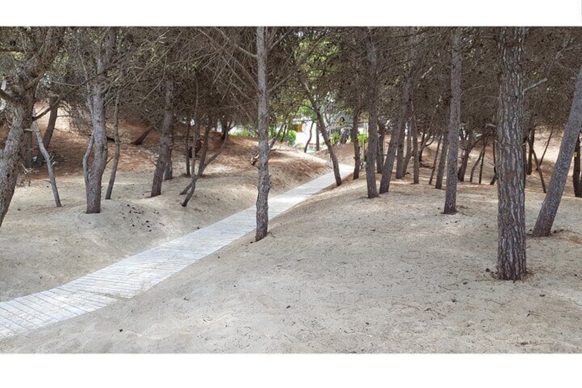 Rivabella Pine Path