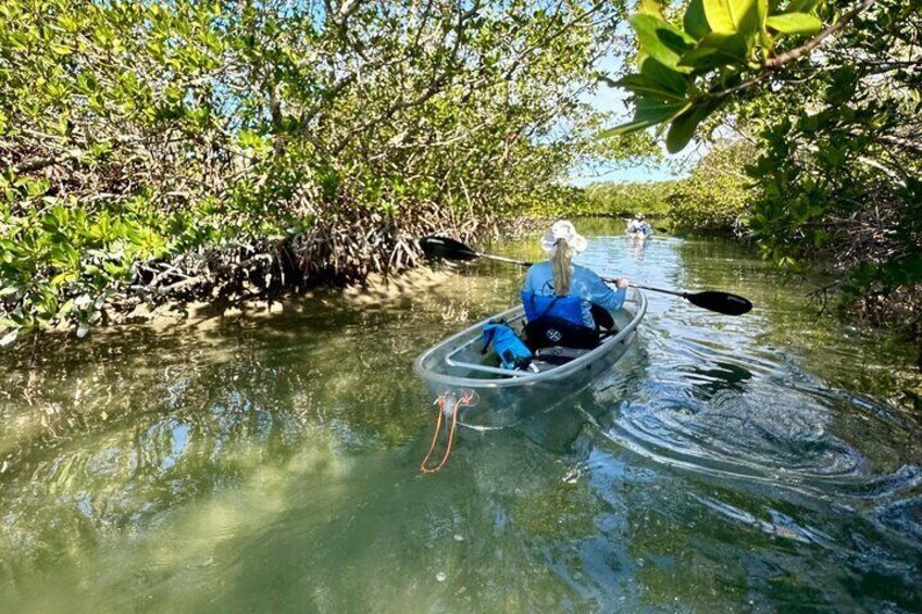 Sarasota Clear Kayak Tour
