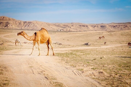 Private Border Farms and Desert Tour in Kuwait