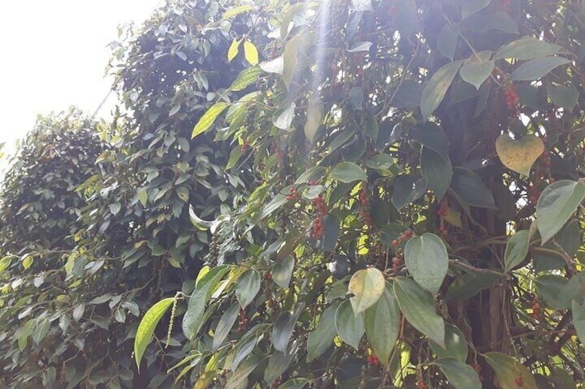 Pepper Farm
