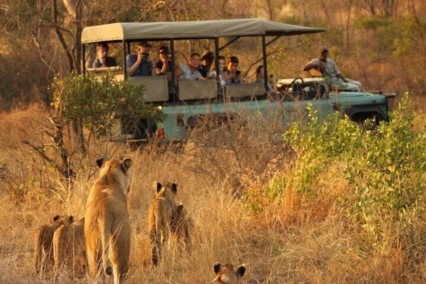 Private Full Day Kruger National Park Safari Tour from Hoedspruit
