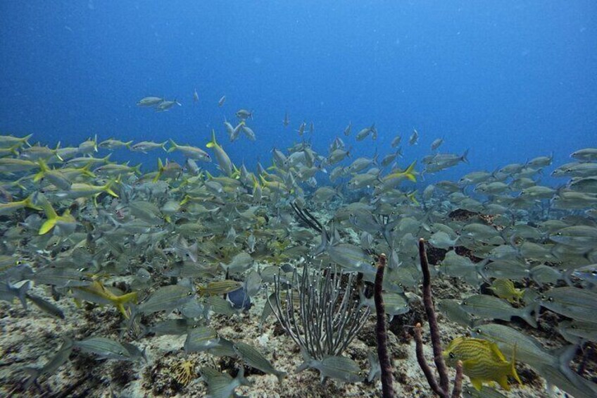 School of fishes (Antigua)