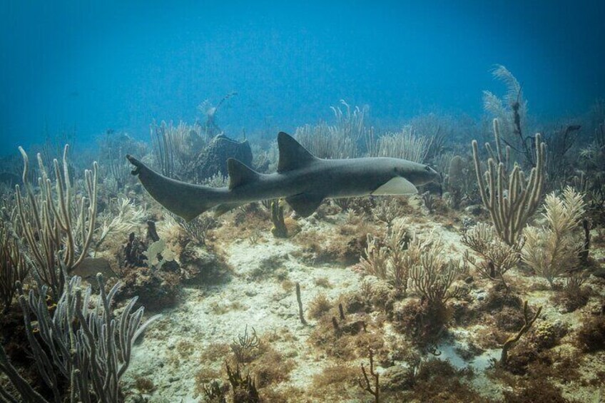 Nurse Shark (Antigua)