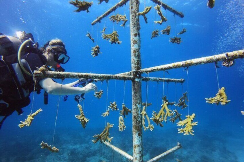 Coral Nursery (Antigua)