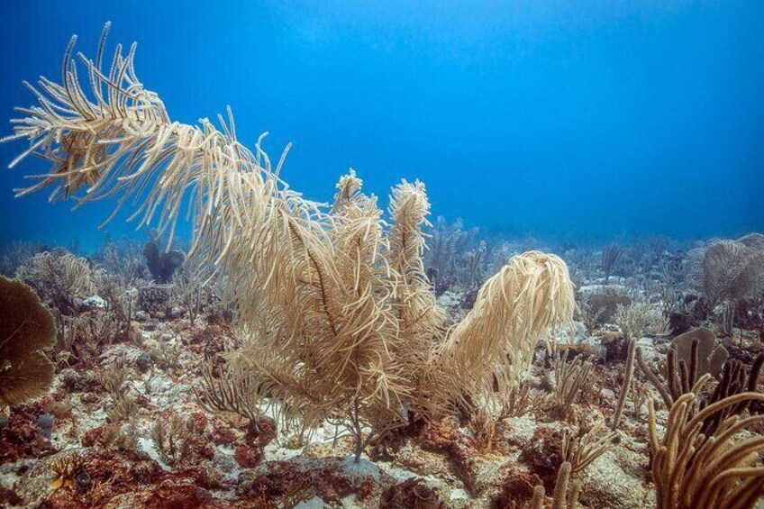 Soft Coral Plume (Antigua)