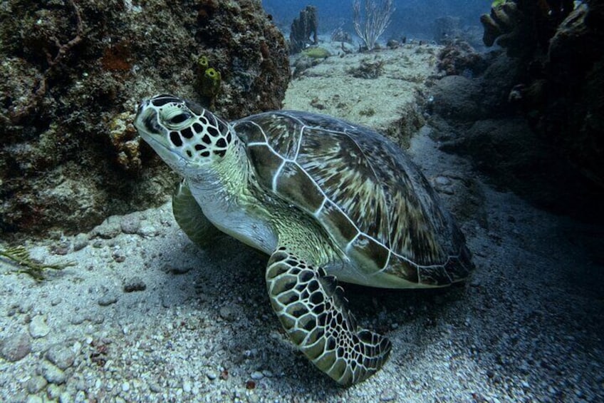 Green Turtle (Antigua)