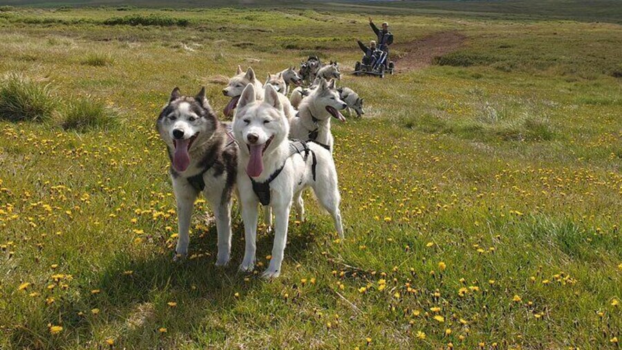 Dog Sledding and Mushing Experience by Siberian Husky in Iceland
