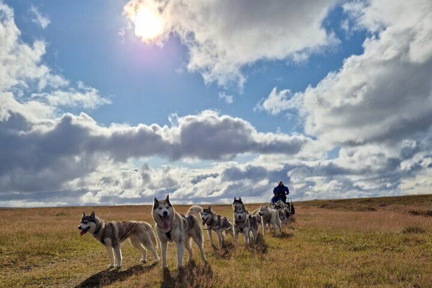 Dog Sledding and Mushing Experience by Siberian Husky in Iceland