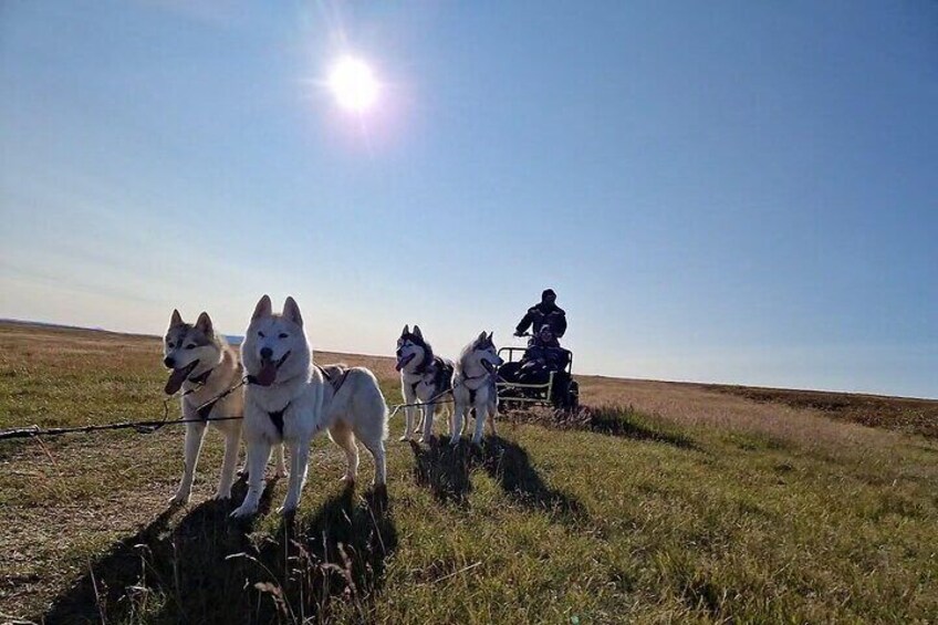 Dog Sledding and Mushing Experience by Siberian Husky in Iceland