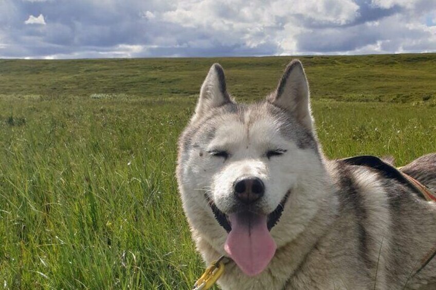 Dog Sledding and Mushing Experience by Siberian Husky in Iceland